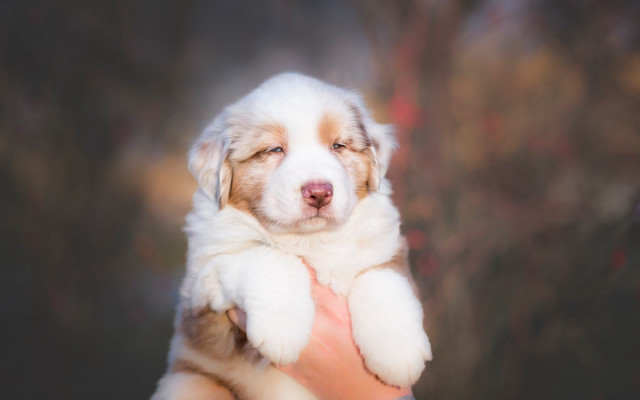 Puppy hugging portrait blurry background free wallpaper - medium preview image
