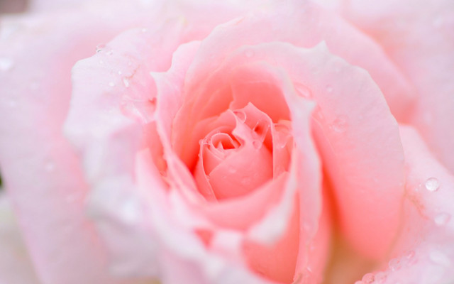 Pink rose water droplets macro #30 free wallpaper - medium preview image