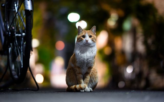 Cat bike night street bokeh free wallpaper - medium preview image