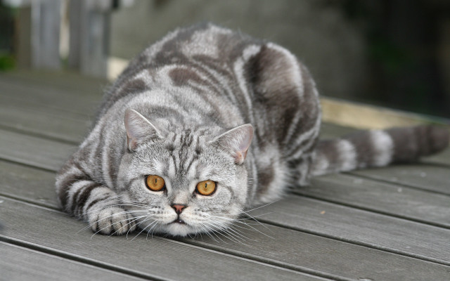 Cat yellow eyes on deck free wallpaper - medium preview image