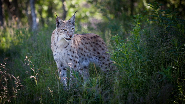 Lynx tallgrass forest closeeyes nature free wallpaper - medium preview image