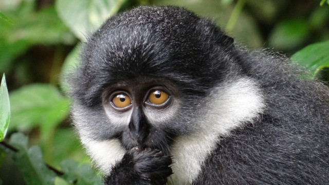 Monkey yellow eye bush leaf free wallpaper - medium preview image