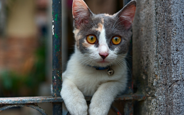 Black cat looking out gate free wallpaper - medium preview image