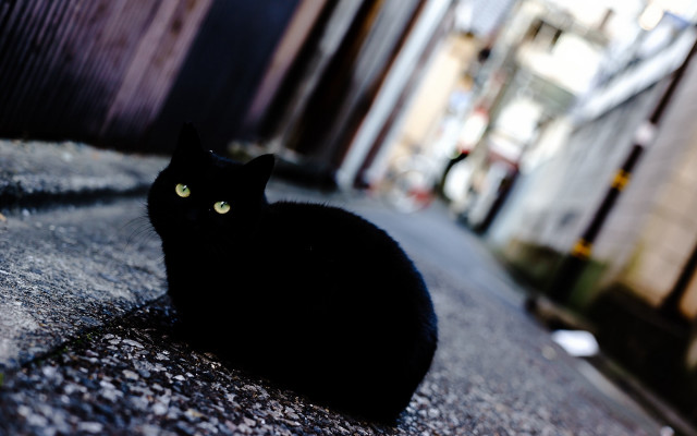 Black cat building yellow light free wallpaper - medium preview image