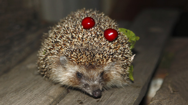 Hedgehog cherries wooden surface ecological free wallpaper - medium preview image