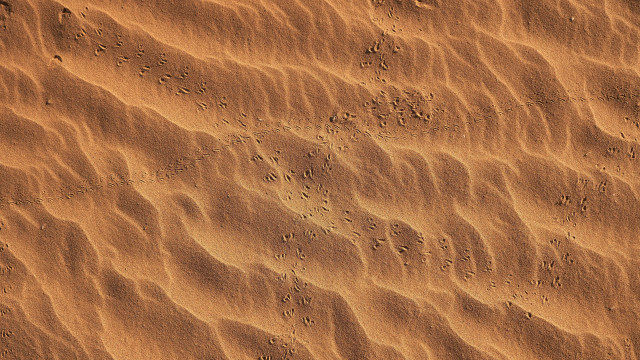 Sandy footprints bird landart closeup free wallpaper - medium preview image