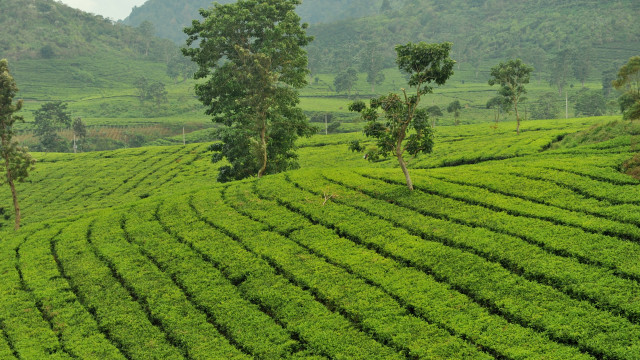 Lush green field trees mountains #2 free wallpaper - medium preview image