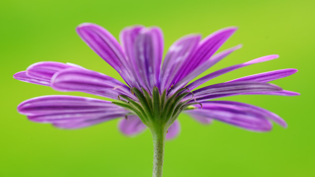 Purple flower green background blurry #3 free wallpaper - medium preview image