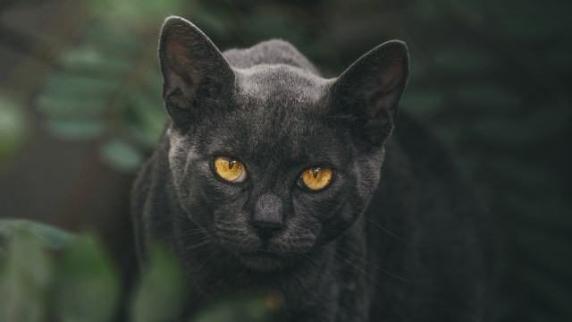 Black cat yellow eyes vanitas #5 free wallpaper - medium preview image