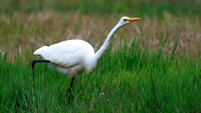 White bird tall grass open free wallpaper - medium preview image