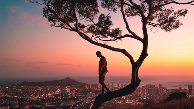 Man tree branch city sunset free wallpaper - medium preview image