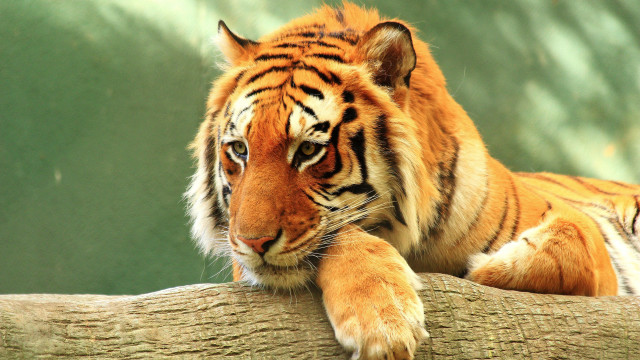 Tiger resting on branch zoo free wallpaper - medium preview image