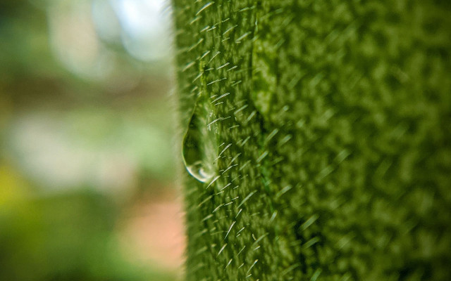 Water drop green grass macro free wallpaper - medium preview image