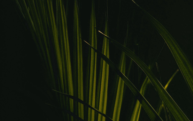 Close up plant long green free wallpaper - medium preview image