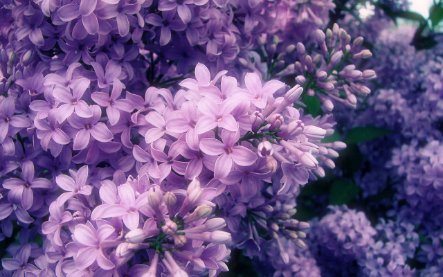 Purple flowers bloom sunlight blurry free wallpaper - medium preview image