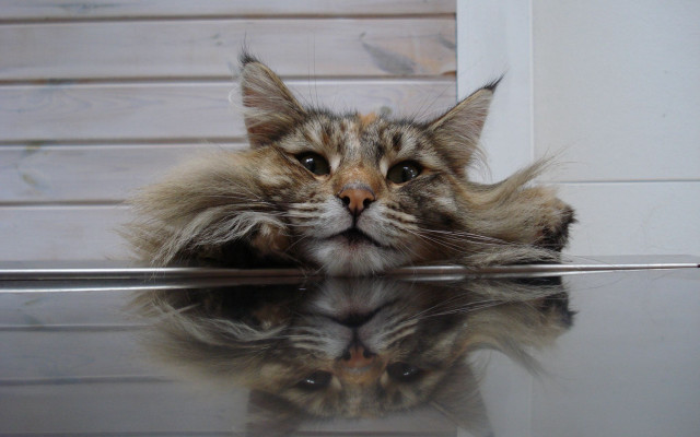 Cat reflection stilllife illusion photorealistic free wallpaper - medium preview image