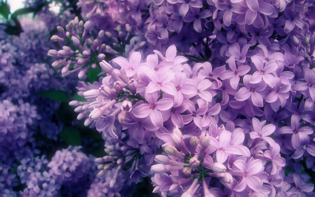 Purple flowers bloom sunlight nature free wallpaper - medium preview image