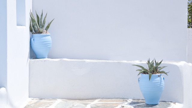 Blue pots plants minimalist stilllife free wallpaper - medium preview image