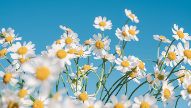 Daisies vase flower field blurry free wallpaper - medium preview image