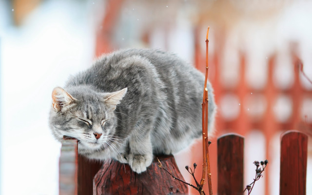 Cat fence flowers blurry depth free wallpaper - medium preview image