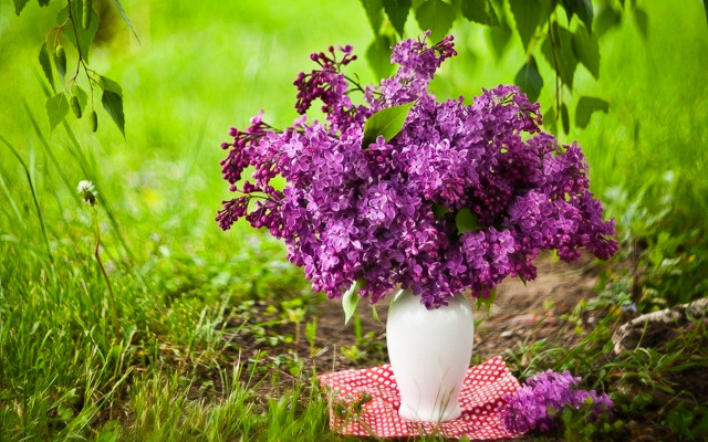White vase purple flowers checkered free wallpaper - medium preview image