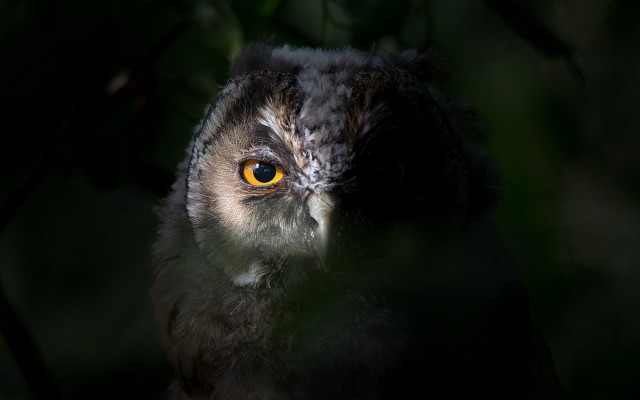 Yellow eye bird closeup glowing free wallpaper - medium preview image