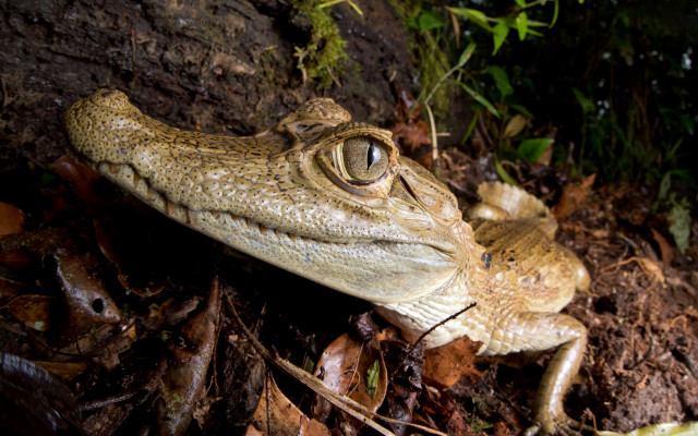 Small alligator closeup forest macro free wallpaper - medium preview image