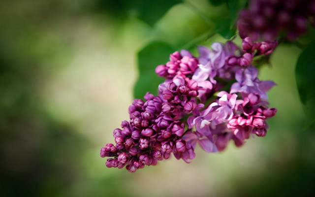 Purple flower bloom macro bokeh free wallpaper - medium preview image