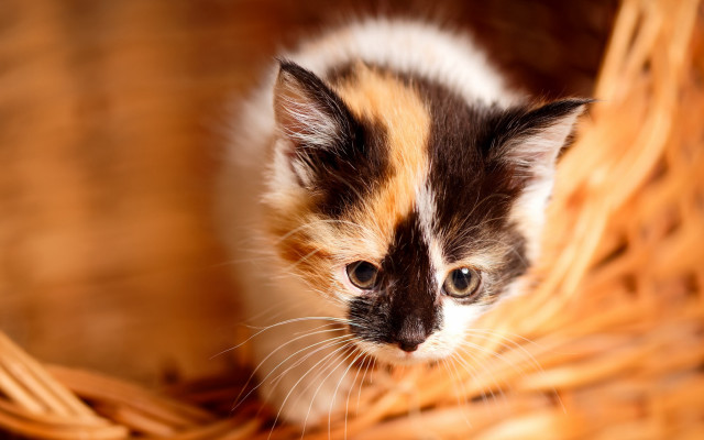 Kitten basket sad eyes impressionism free wallpaper - medium preview image