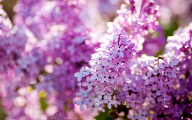 Purple flowers vase table blurry free wallpaper - medium preview image