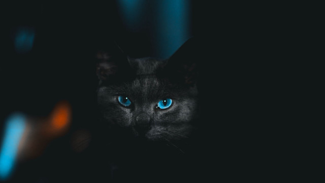 Blue eyes cat glowing dark free wallpaper - medium preview image