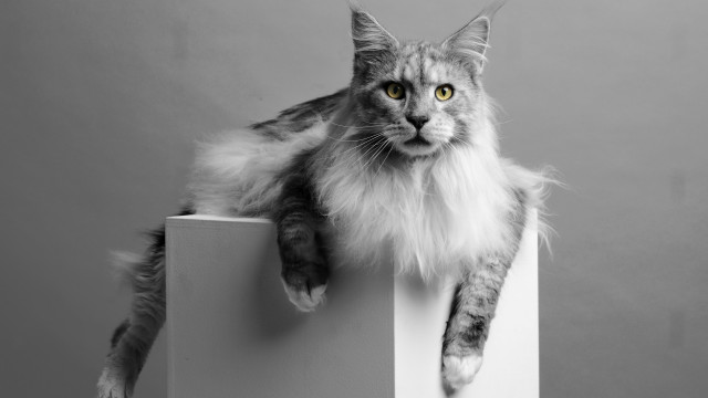 Cat regal yellow eyes white free wallpaper - medium preview image