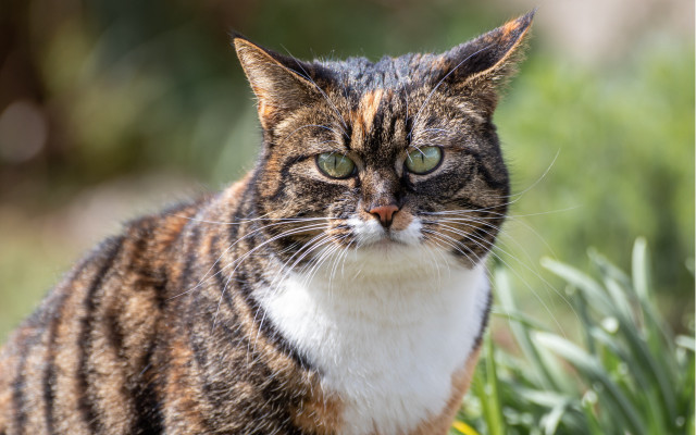 Cat green eyes sad grass free wallpaper - medium preview image