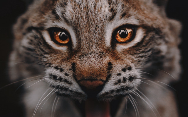 Cat closeup tongue black background free wallpaper - medium preview image