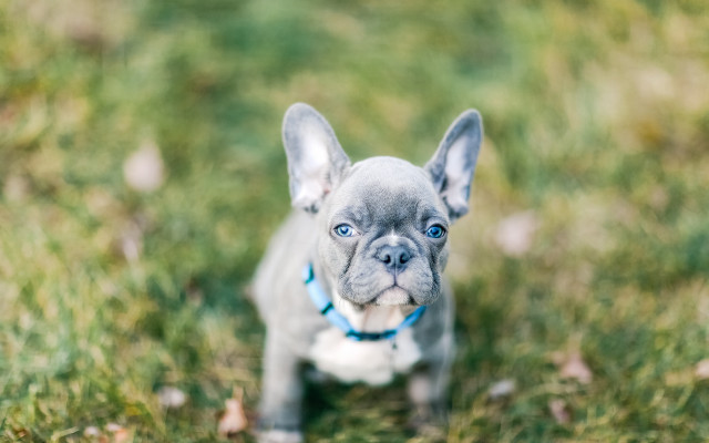 Small gray dog green field free wallpaper - medium preview image
