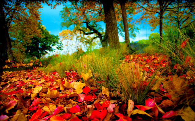 Leaves ground grass trees red free wallpaper - medium preview image