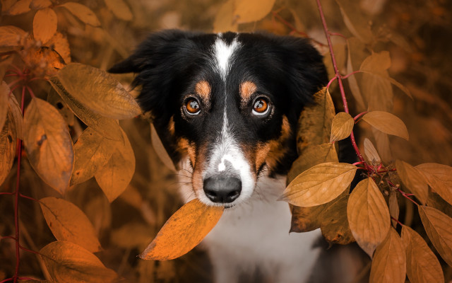 Dog peeking bush leaves brown free wallpaper for desktop - medium preview image