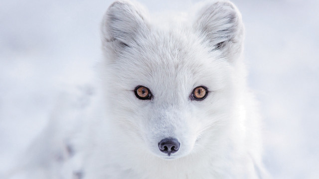White fox snow curious eyes free wallpaper - medium preview image