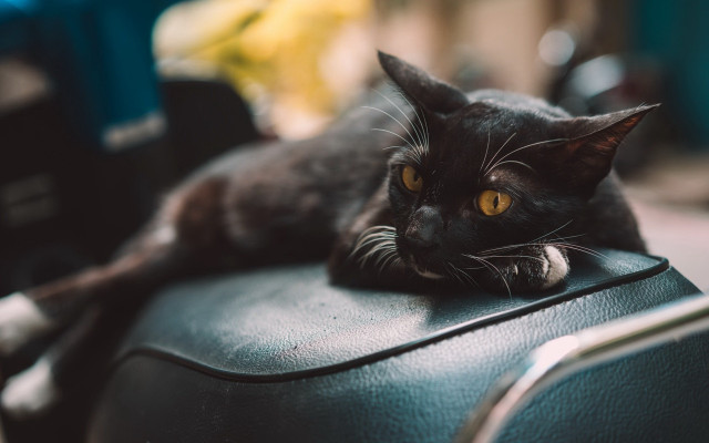 Black cat leather chair yellow free wallpaper - medium preview image