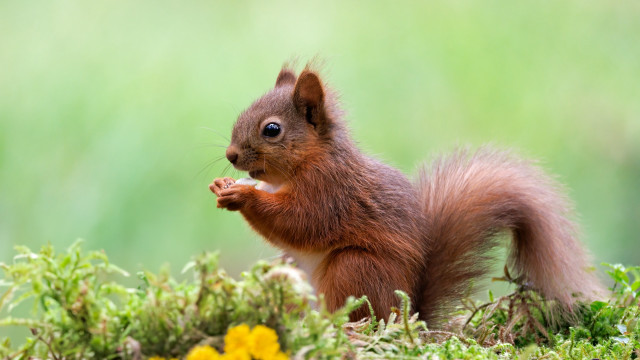 Squirrel eating food flower field free wallpaper - medium preview image