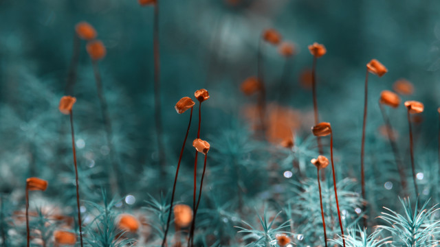 Orange flowers bokeh christmas lights free wallpaper - medium preview image