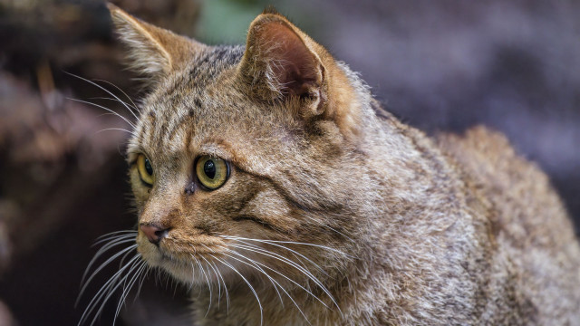 Cat closeup blurry background puzzle free wallpaper - medium preview image