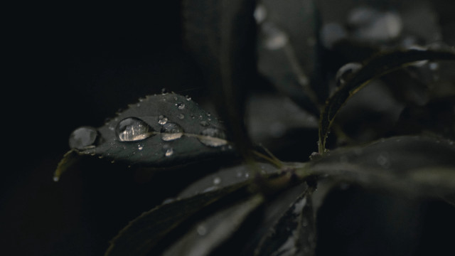 Leaf water droplets macro nature #4 free wallpaper - medium preview image