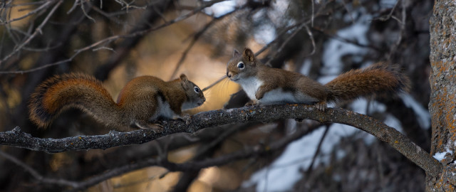 Squirrels eating nuts snow forest free wallpaper - medium preview image