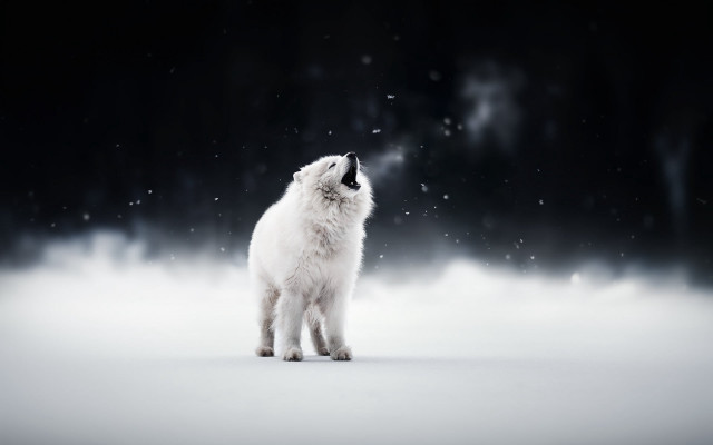 White cat snow aurora moon free wallpaper - medium preview image