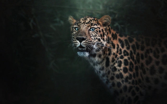 Leopard blue eyes dark forest #2 free wallpaper - medium preview image