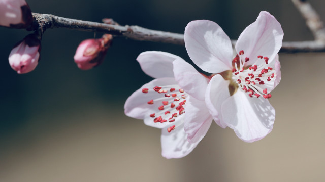Red flower closeup shallow depth free wallpaper - medium preview image
