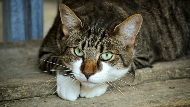 Cat green eyes laying on free wallpaper - medium preview image