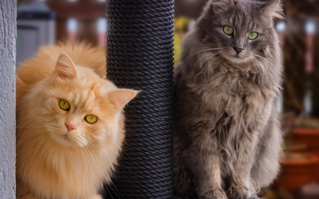 Cats scratching post orange grey free wallpaper - medium preview image