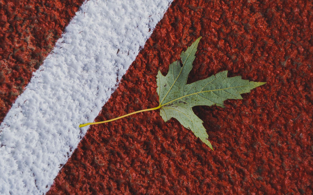 Leaf red white stripes macro free wallpaper - medium preview image